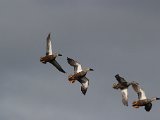 frieda 266  Cape Shoveler ducks in flight : frieda